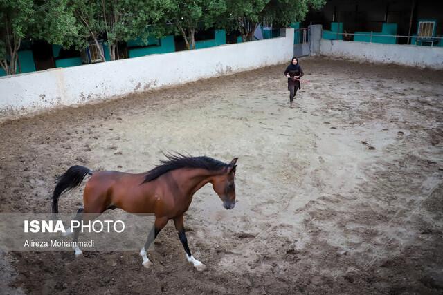 سوارکاری در خوزستان برای بانوان شناخته شده نیست سوارکاری در خوزستان برای بانوان شناخته شده نیست