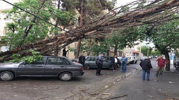 سقوط مرگبار درخت روی پراید در اصفهان