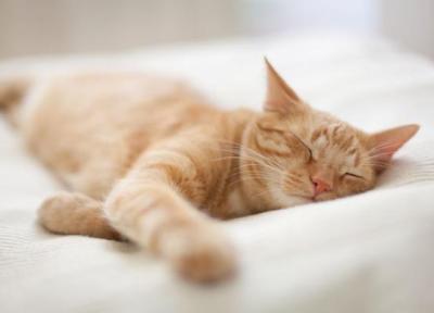 گربه ها چه خواب هایی می بینند؟!
